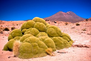 yareta